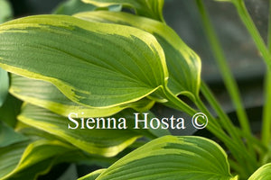 Hosta 'Exotic Presentation'