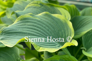 Hosta 'Arc De Triomphe'