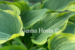 Hosta 'Arc De Triomphe'