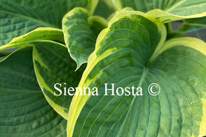 Hosta 'Northern Exposure'