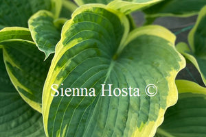 Hosta 'Northern Exposure'