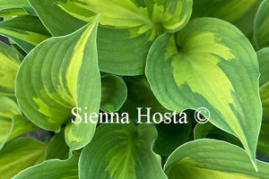 Hosta 'Christmas Candy'