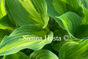 Hosta 'Christmas Candy'