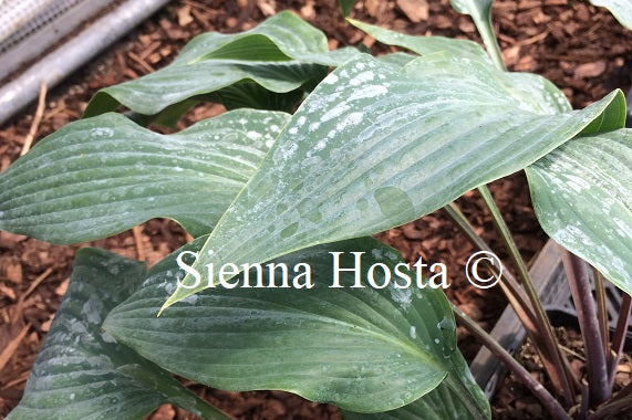 Hosta 'Plum Creek'