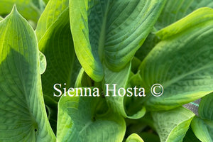 Hosta 'Flemish Master'