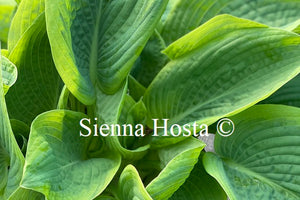 Hosta 'Flemish Master'