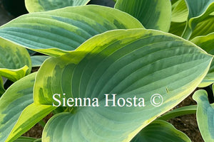 Hosta 'Rebel Heart'