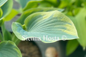 Hosta 'Rebel Heart'