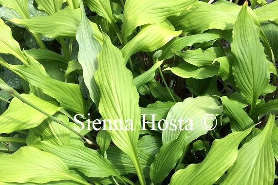 Hosta 'Red Dog'