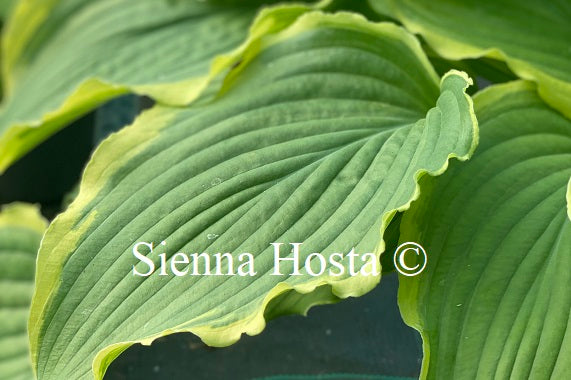 Hosta 'Spring Fling' - Sienna Hosta