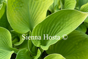 Hosta 'Tropical Storm'