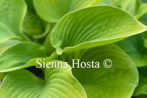 Hosta 'Tropical Storm'