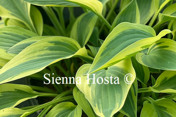 Hosta 'Lakeside Dragonfly'