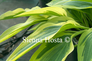 Hosta 'Lakeside Dragonfly'