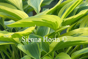 Hosta 'Lakeside Dragonfly'