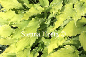 Hosta 'She's Got the Moves'