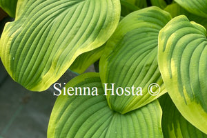 Hosta 'Night at the Opera'