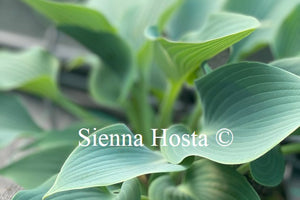 Hosta 'Blue Edger'