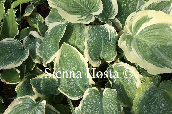 Hosta 'Sophisticated Lady'