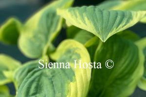 Hosta 'Carnival'