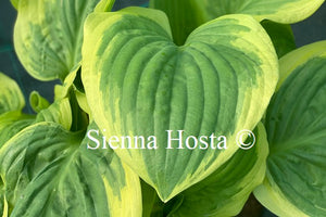 Hosta 'Carnival'