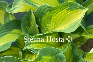 Hosta 'Great Expectations'