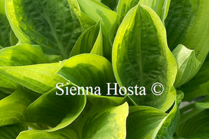 Hosta 'Blazing Saddles'