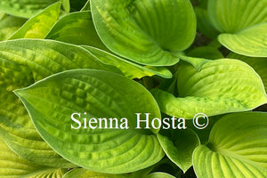 Hosta 'Rainforest Sunrise'