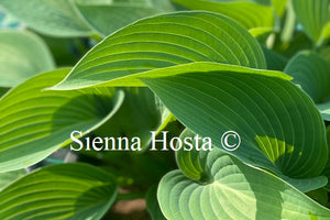 Hosta 'Paradise Sandstorm'