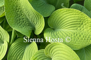 Hosta 'Fat Cat'