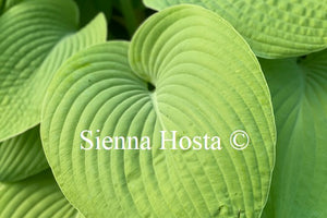 Hosta 'Fat Cat'