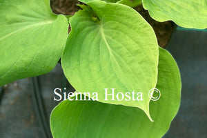 Hosta 'Lemon Meringue'