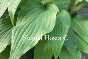 Hosta aequinoctiiantha