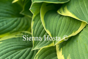 Hosta Heartbeat