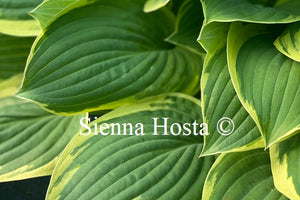 Hosta Heartbeat