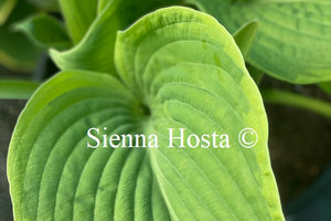 Hosta 'His Honor'