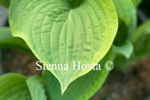 Hosta 'His Honor'