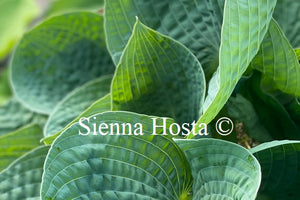 Hosta 'Dorset Blue'