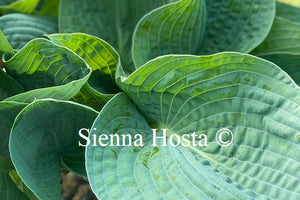 Hosta 'Dorset Blue'