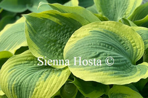 Hosta 'Miss Tokyo'