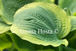 Hosta 'Miss Tokyo'