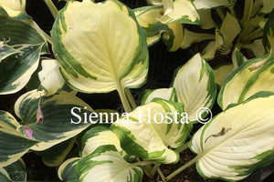 Hosta 'Yuuyakee'