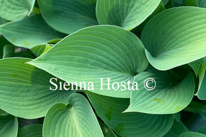 Hosta 'Paradise Sandstorm'