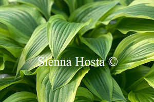 Hosta 'Yellow Splash Rim'