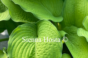 Hosta Inniswood