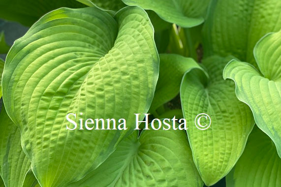 Hosta 'Inniswood'