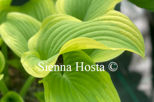 Hosta 'Buttered Popcorn'