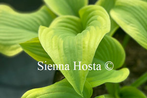 Hosta 'Buttered Popcorn'