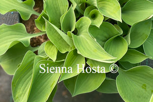 Hosta 'Drip Drop'