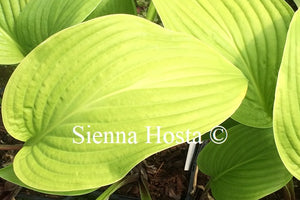 Hosta 'Old Faithful'